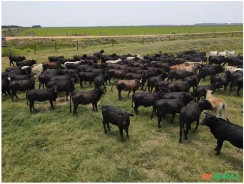 Fazenda de Soja e Pecuária com 5.245 Hectares em Miranda/MS