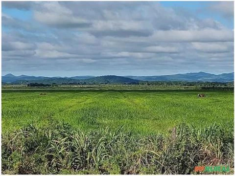 Fazenda de Soja e Pecuária com 5.245 Hectares em Miranda/MS