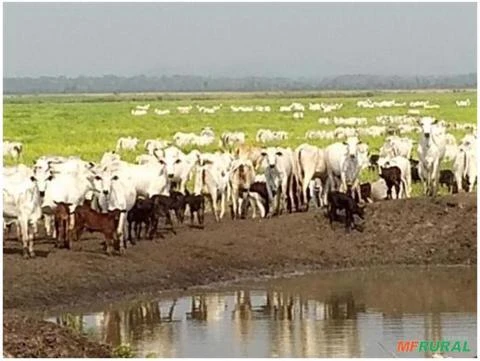 Fazenda de Soja e Pecuária com 5.245 Hectares em Miranda/MS