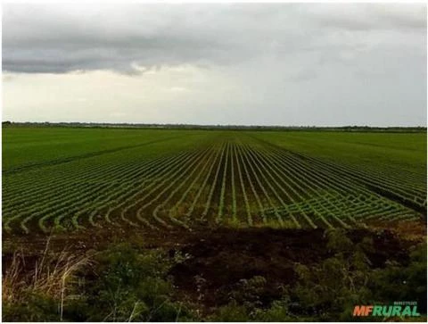 Fazenda de Soja e Pecuária com 5.245 Hectares em Miranda/MS