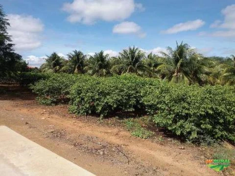 Fazenda Pronta para trabalhar em Juazeiro - Bahia