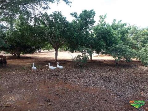 Fazenda Pronta para trabalhar em Juazeiro - Bahia