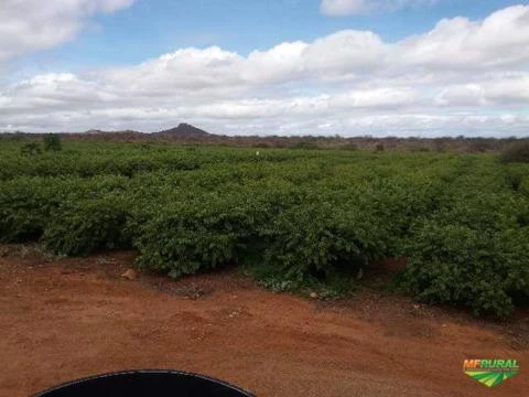 Fazenda Pronta para trabalhar em Juazeiro - Bahia