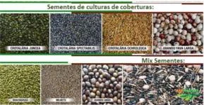 Sementes de culturas de cobertura / adubação verde