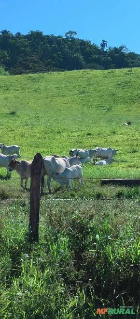 Fazenda Cachoeira Paulista 107ha