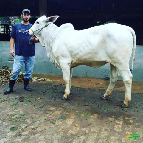 GADO NELORE P.O Imagem GADO NELORE P.O