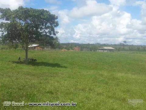 Ótima fazenda na beira do asfalto medindo 700ha na Br 364