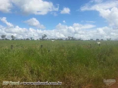 Ótima fazenda na beira do asfalto medindo 700ha na Br 364