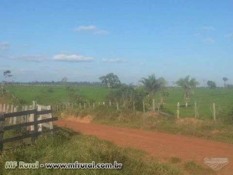 Fazenda na Região de Boca do Acre, AM com 3.600ha de área total