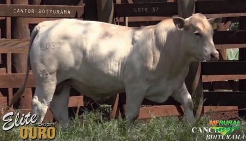 Touros Canchim Imagem Touros Canchim