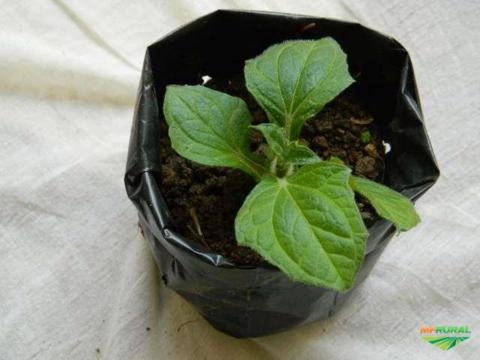 MUDAS DE BATATA YACON Imagem MUDAS DE BATATA YACON