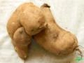 MUDAS DE BATATA YACON Imagem MUDAS DE BATATA YACON
