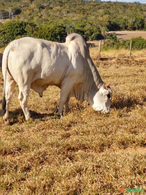 Touro Nelore P.O Imagem Touro Nelore P.O