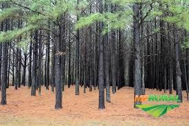 COMPRAMOS PINUS Imagem COMPRAMOS PINUS