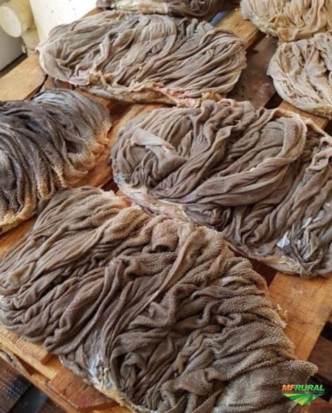 Compramos subprodutos bovinos Imagem Compramos subprodutos bovinos