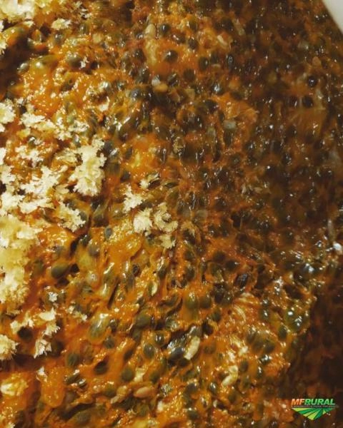 Polpa de Maracujá com sementes Imagem Polpa de Maracujá com sementes