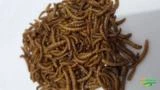 TENEBRIO MOLITOR, Tenébrio Comum 5kg Larvas Desidratadas +/- 100.000 Unidades