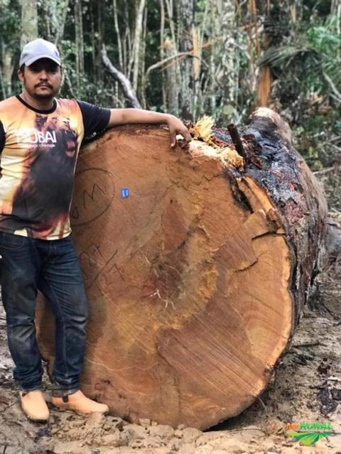 Procuro parceria tenho manejos e documentação de uma serraria Imagem Procuro parceria tenho manejos e documentação de uma serraria