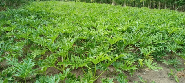 Imagem Mudas Hornamentais Imagem Mudas Hornamentais