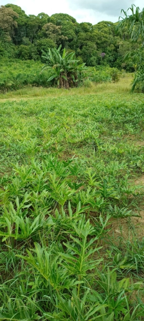 Imagem Mudas Hornamentais Imagem Mudas Hornamentais