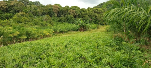 Imagem Mudas Hornamentais Imagem Mudas Hornamentais