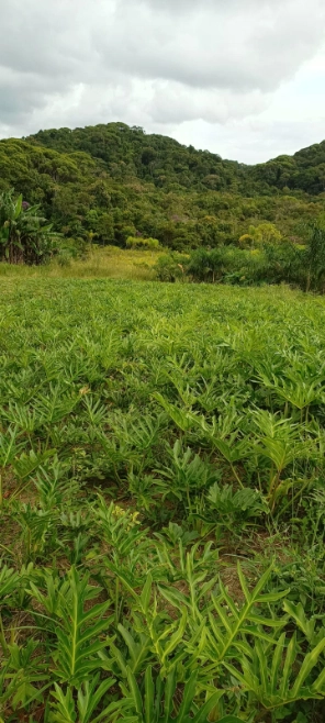 Imagem Mudas Hornamentais Imagem Mudas Hornamentais