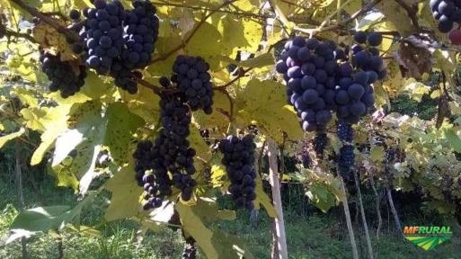 Uva bordo ives Imagem Uva bordo ives