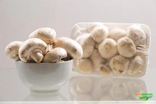 Cogumelos frescos