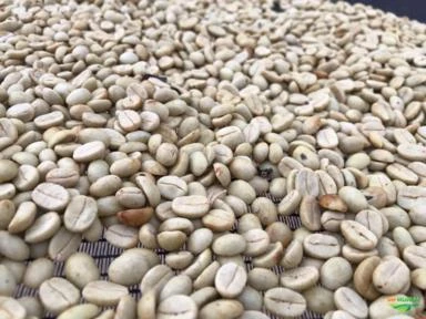 CAFÉ 100% ARÁBICA / ARABIC GREEN COFFEE BEANS / EXPORTAÇÃO