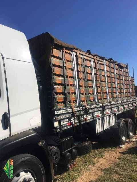 Manga Exportação Imagem Manga Exportação