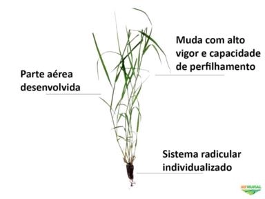 Imagem Bandeja de mudas de Tifton 85 ( 200 mudas/bandeja) Imagem Bandeja de mudas de Tifton 85 ( 200 mudas/bandeja)