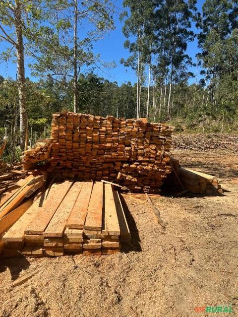 Toras de eucalipto 25 anos Imagem Toras de eucalipto 25 anos