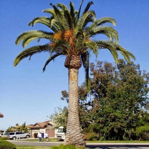 Mudas de tamareira Imagem Mudas de tamareira