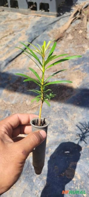 Mudas de podocarpo Imagem Mudas de podocarpo