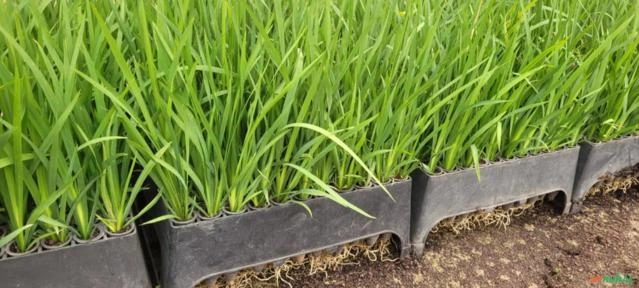 Mudas de moreia Imagem Mudas de moreia