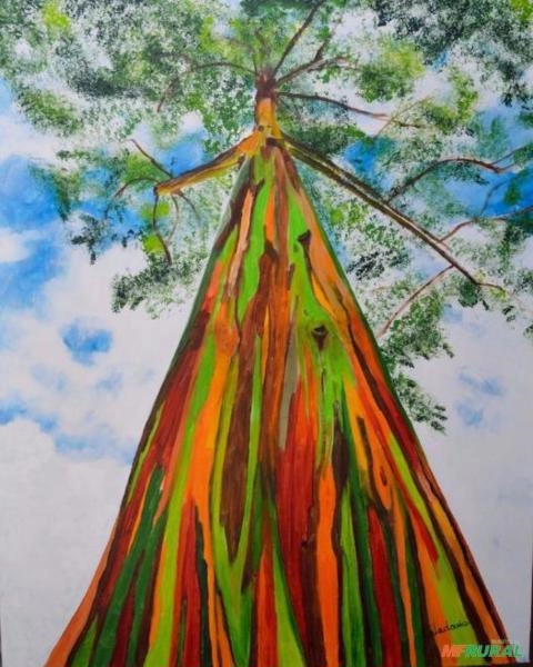 Mudas de eucalipto arco-iris Imagem Mudas de eucalipto arco-iris