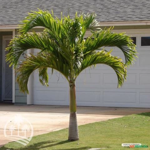 Mudas de palmeira Veitchia Imagem Mudas de palmeira Veitchia