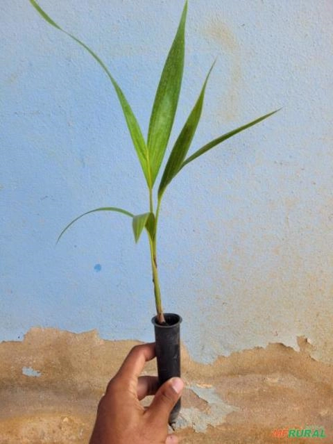 Imagem Mudas de palmeira Veitchia Imagem Mudas de palmeira Veitchia