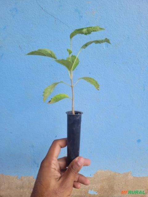 Imagem Mudas de Ipê Branco Imagem Mudas de Ipê Branco