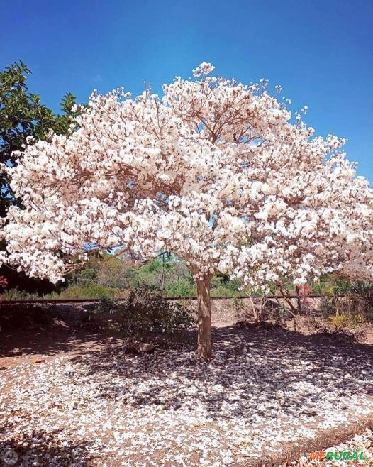 Mudas de Ipê Branco Imagem Mudas de Ipê Branco