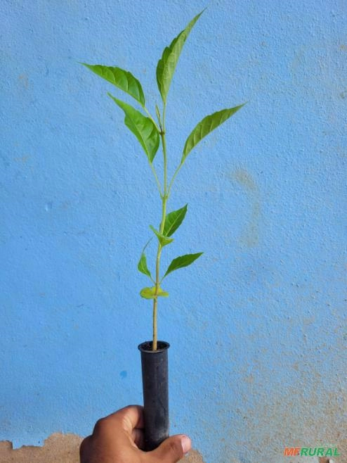 Mudas de Ipê Rosa Imagem Mudas de Ipê Rosa