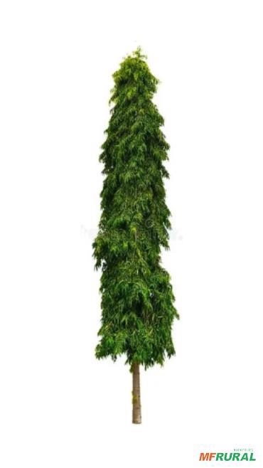 MUDAS DE CHOUPALA (ÁRVORE MASTRO) Imagem MUDAS DE CHOUPALA (ÁRVORE MASTRO)