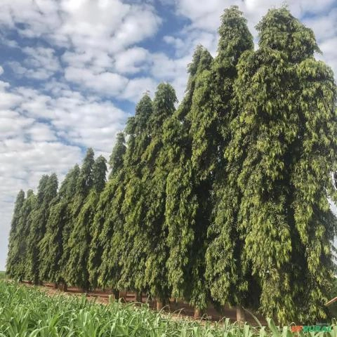 Imagem MUDAS DE CHOUPALA (ÁRVORE MASTRO) Imagem MUDAS DE CHOUPALA (ÁRVORE MASTRO)