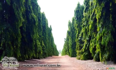 Imagem MUDAS DE CHOUPALA (ÁRVORE MASTRO) Imagem MUDAS DE CHOUPALA (ÁRVORE MASTRO)