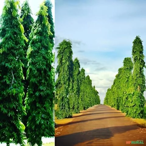 Imagem MUDAS DE CHOUPALA (ÁRVORE MASTRO) Imagem MUDAS DE CHOUPALA (ÁRVORE MASTRO)