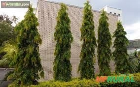 Imagem MUDAS DE CHOUPALA (ÁRVORE MASTRO) Imagem MUDAS DE CHOUPALA (ÁRVORE MASTRO)