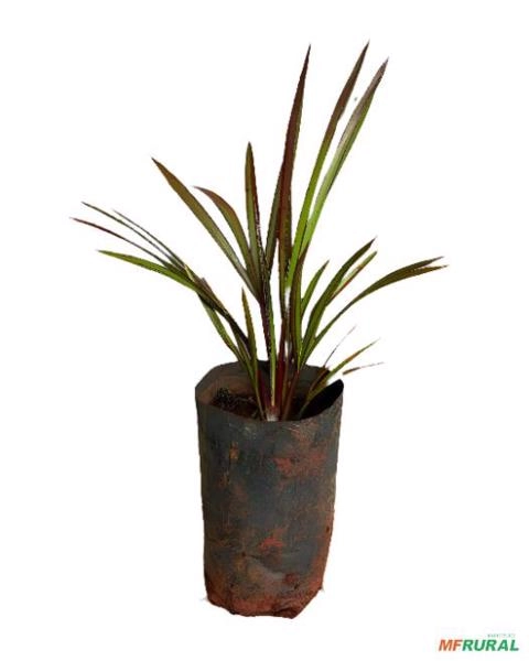 Mudas de palmeira latânia vermelha Imagem Mudas de palmeira latânia vermelha