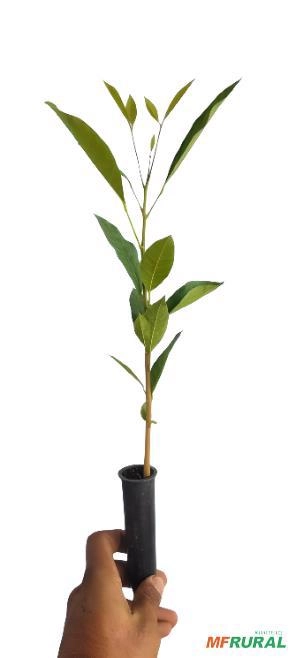 Mudas de Mogno Africano Imagem Mudas de Mogno Africano