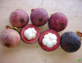 Frutíferas Exóticas (Mangostão, Durião, Rambutão, Graviola, etc)