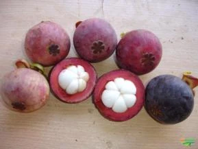 Frutíferas Exóticas (Mangostão, Durião, Rambutão, Graviola, etc)